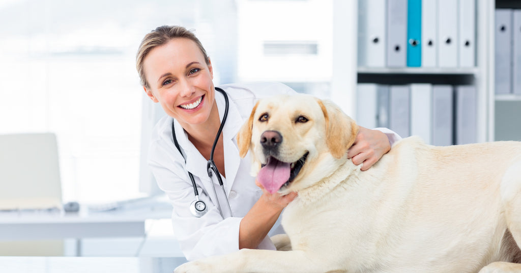 5 Platforms Where You Can List Your Veterinary Clinic
