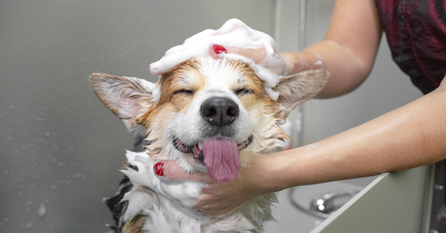 7 Tips to Increase Customers for Your Dog Grooming Business